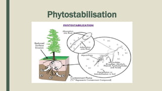 Phytostabilisation
 