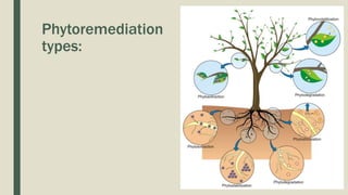 Phytoremediation
types:
 