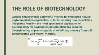 THE ROLE OF BIOTECHNOLOGY
Genetic engineering is a powerful method for enhancing natural
phytoremediation capabilities, or for introducing new capabilities
into plants Possibly, the most spectacular application of
biotechnology for environmental restoration has been the
bioengineering of plants capable of volatilizing mercury from soil
contaminated with methyl-mercury.
 