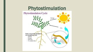 Phytostimulation
 