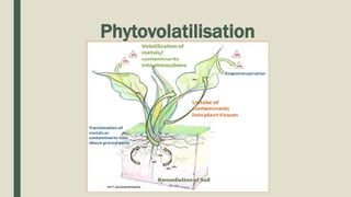 Phytovolatilisation
 