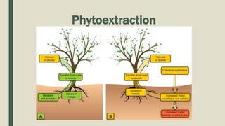 Phytoextraction
 