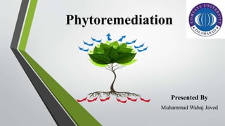 Phytoremediation
Presented By
Muhammad Wahaj Javed
 
