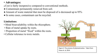 • Advantages:
● Cost is fairly inexpensive compared to conventional methods.
● Contaminant permanently removed from soil.
● Amount of waste material that must be disposed of is decreased up to 95%
● In some cases, contaminant can be recycled.
Limitations:
• Metal bioavailability within the rhizosphere.
• Rate of metal uptake by roots.
• Proportion of metal “fixed” within the roots.
• Cellular tolerance to toxic metals.
 