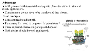 Advantages
● Ability to use both terrestrial and aquatic plants for either in situ and
ex situ applications.
● Contaminants do not have to be translocated into shoots.
Disadvantages
● Constant need to adjust pH.
● Plants may first need to be grown in greenhouse / nursery.
● There is periodic harvesting and plant disposal.
● Tank design should be well engineered.
 