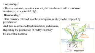 • Advantage:
•The contaminant, mercuric ion, may be transformed into a less toxic
substance (i.e., elemental Hg).
Disadvantage:
•The mercury released into the atmosphere is likely to be recycled by
precipitation
And then re-deposited back into lakes and oceans,
Repeating the production of methyl-mercury
by anaerobic bacteria.
 