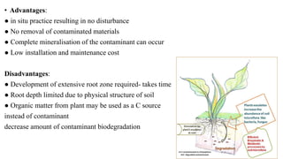 • Advantages:
● in situ practice resulting in no disturbance
● No removal of contaminated materials
● Complete mineralisation of the contaminant can occur
● Low installation and maintenance cost
Disadvantages:
● Development of extensive root zone required- takes time
● Root depth limited due to physical structure of soil
● Organic matter from plant may be used as a C source
instead of contaminant
decrease amount of contaminant biodegradation
 