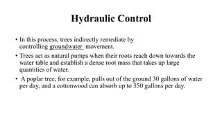 Hydraulic Control
• In this process, trees indirectly remediate by
controlling groundwater movement.
• Trees act as natural pumps when their roots reach down towards the
water table and establish a dense root mass that takes up large
quantities of water.
• A poplar tree, for example, pulls out of the ground 30 gallons of water
per day, and a cottonwood can absorb up to 350 gallons per day.
 