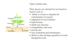Types of plant used
Plant species are selected for use based on
factors such as: -
 ability to extract or degrade the
contaminants of concern
 adaptation to local climates
 high biomass
 depth root structure
 compatibility with soils
 growth rate
 ease of planting and maintenance
 ability to take up large quantities of water
through the roots.
 