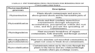 Phytoremediation