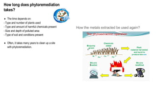 Phytoremediation