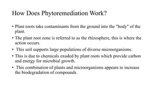 How Does Phytoremediation Work?
• Plant roots take contaminants from the ground into the "body" of the
plant.
• The plant root zone is referred to as the rhizosphere, this is where the
action occurs.
• This soil supports large populations of diverse microorganisms.
• This is due to chemicals exuded by plant roots which provide carbon
and energy for microbial growth.
• This combination of plants and microorganisms appears to increase
the biodegradation of compounds.
 