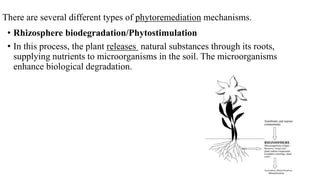 There are several different types of phytoremediation mechanisms.
• Rhizosphere biodegradation/Phytostimulation
• In this process, the plant releases natural substances through its roots,
supplying nutrients to microorganisms in the soil. The microorganisms
enhance biological degradation.
 