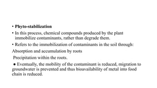 • Phyto-stabilization
• In this process, chemical compounds produced by the plant
immobilize contaminants, rather than degrade them.
• Refers to the immobilization of contaminants in the soil through:
Absorption and accumulation by roots
Precipitation within the roots.
● Eventually, the mobility of the contaminant is reduced, migration to
groundwater is prevented and thus bioavailability of metal into food
chain is reduced.
 