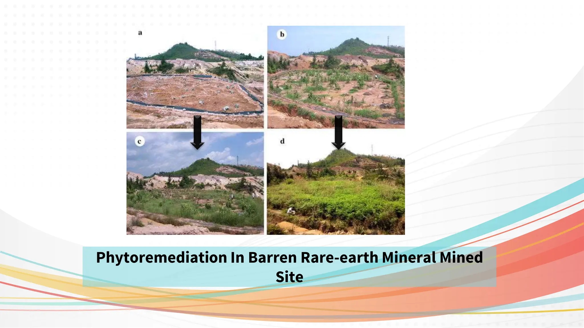 Phytoremediation In Barren Rare-earth Mineral Mined
Site
 