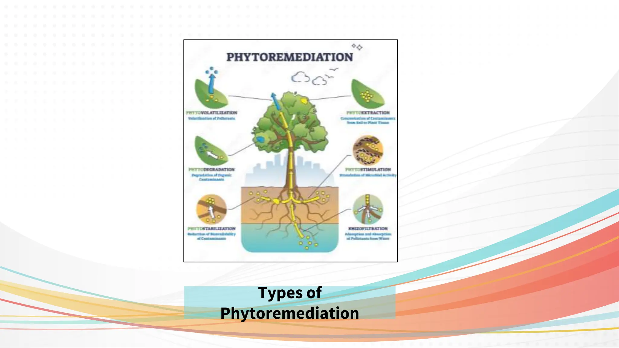 Types of
Phytoremediation
 