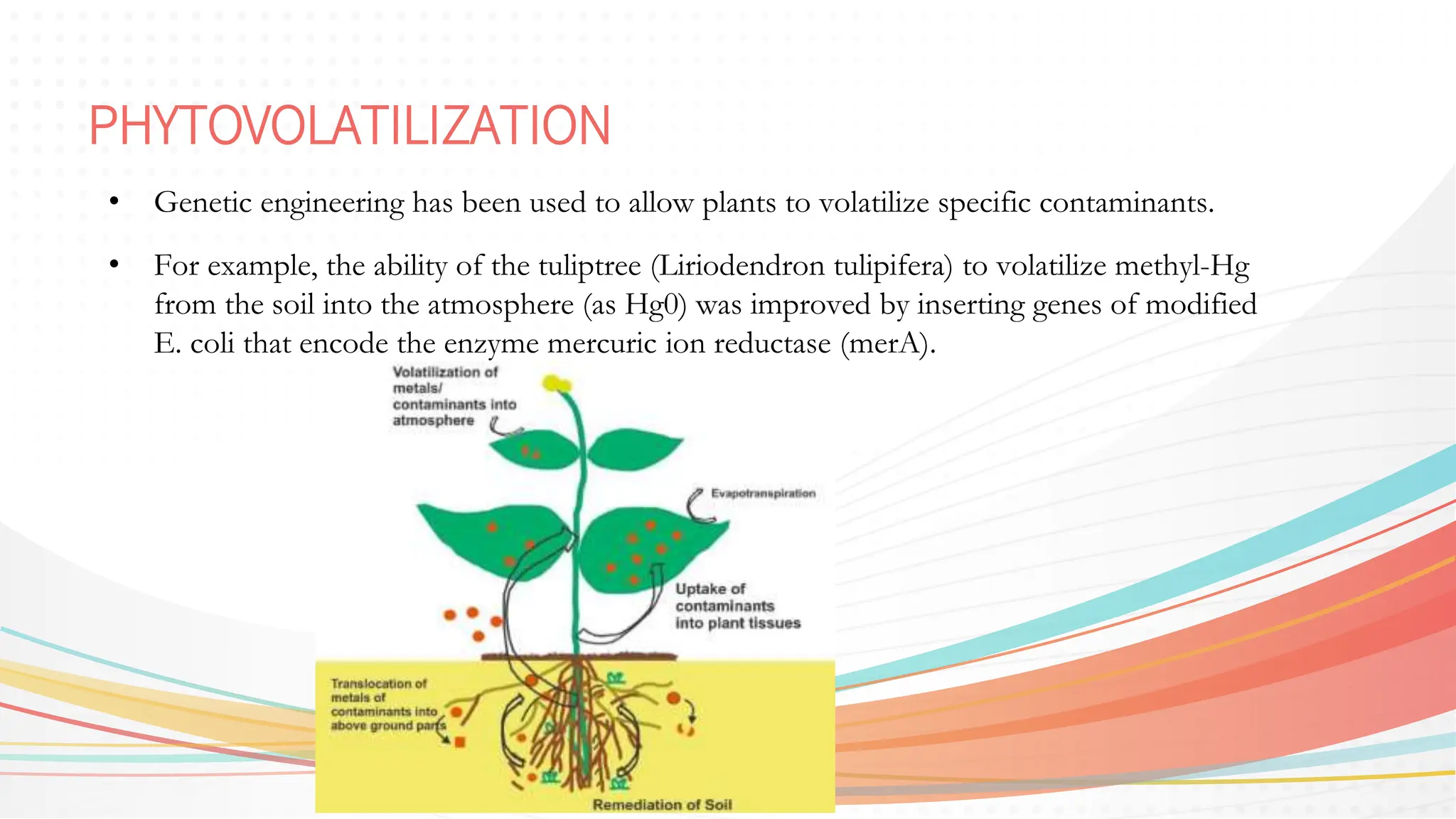 PHYTOVOLATILIZATION
• Genetic engineering has been used to allow plants to volatilize specific contaminants.
• For example, the ability of the tuliptree (Liriodendron tulipifera) to volatilize methyl-Hg
from the soil into the atmosphere (as Hg0) was improved by inserting genes of modified
E. coli that encode the enzyme mercuric ion reductase (merA).
 