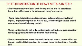 PHYTOREMEDIATION OF HEAVY METALS IN SOIL:
• The contamination of soils with heavy metals and its associated
hazardous effects are a thrust area of today’s research.
• Rapid industrialization, emissions from automobiles, agricultural
inputs, improper disposal of waste, etc., are the major causes of soil
contamination with heavy metals.
• These contaminants not only contaminate soil but also groundwater,
reducing agricultural land and hence food quality.
• These contaminants enter the food chain and have a severe effect on
human health. It is important to remove these contaminants from the
soil.
 