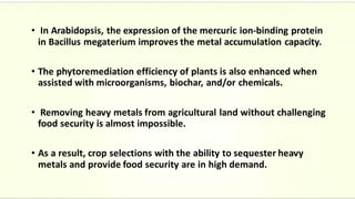 • In Arabidopsis, the expression of the mercuric ion-binding protein
in Bacillus megaterium improves the metal accumulation capacity.
• The phytoremediation efficiency of plants is also enhanced when
assisted with microorganisms, biochar, and/or chemicals.
• Removing heavy metals from agricultural land without challenging
food security is almost impossible.
• As a result, crop selections with the ability to sequester heavy
metals and provide food security are in high demand.
 