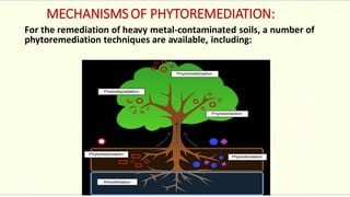 MECHANISMSOF PHYTOREMEDIATION:
For the remediation of heavy metal-contaminated soils, a number of
phytoremediation techniques are available, including:
 