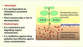 • Advantages
• It is not dependent on
rhizosphere-associated
bacteria.
• Plant enzymes play a role in
decomposition.
• Disadvantages
• It is restricted to just
degrading organic
contaminants.
• It is ineffective against deep
pollution but effective against
minor contamination.
 