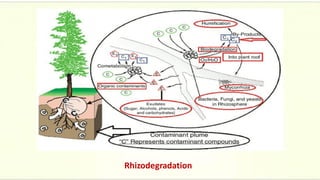 Rhizodegradation
 