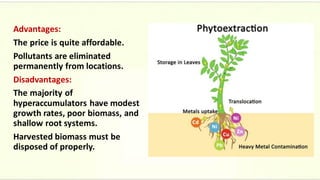 Advantages:
The price is quite affordable.
Pollutants are eliminated
permanently from locations.
Disadvantages:
The majority of
hyperaccumulators have modest
growth rates, poor biomass, and
shallow root systems.
Harvested biomass must be
disposed of properly.
 