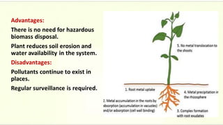 Advantages:
There is no need for hazardous
biomass disposal.
Plant reduces soil erosion and
water availability in the system.
Disadvantages:
Pollutants continue to exist in
places.
Regular surveillance is required.
 