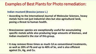 Examples of Best Plants for Photo remediation:
Indian mustard (Brassica juncea L.)
• According to the International Journal of Molecular Sciences, heavy
metals harm not just industrial sites but also agricultural land,
posing a threat to human health.
• Brassicaceae species are exceptionally useful for accumulating
specific metals while also producing large amounts of biomass, and
Indian mustard is the star of this group.
• It may remove three times as much Cd as conventional treatments,
as well as 28% of Pb and up to 48% of Se, and is also efficient
against Zn, Hg, and Cu.
 