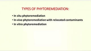 TYPES OF PHYTOREMEDIATION:
• In situ phytoremediation
• In-vivo phytoremediationwith relocated contaminants
• In vitro phytoremediation
 