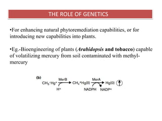 •For enhancing natural phytoremediation capabilities, or for
introducing new capabilities into plants.
•Eg.-Bioengineering of plants (Arabidopsis and tobacco) capable
of volatilizing mercury from soil contaminated with methyl-
mercury
THE ROLE OF GENETICS
 