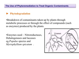 The Use of Phytoremediation to Treat Organic Contaminants
► Phytodegradation
•Breakdown of contaminants taken up by plants through
metabolic processes or through the effect of compounds (such
as enzymes) produced by the plants.
•Enzymes used – Nitroreductases,
Dehalogenases and laccases
eg.Populus species and
Myriophyllium spicatum .
 