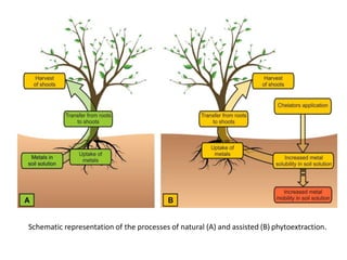 Schematic representation of the processes of natural (A) and assisted (B) phytoextraction.
 