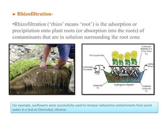 ► Rhizofiltration-
•Rhizofiltration (‘rhizo’ means ‘root’) is the adsorption or
precipitation onto plant roots (or absorption into the roots) of
contaminants that are in solution surrounding the root zone.
For example, sunflowers were successfully used to remove radioactive contaminants from pond
water in a test at Chernobyl, Ukraine.
 