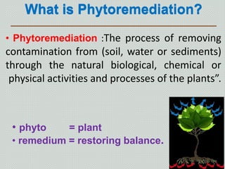 Phytoremediation of soil | PPTX