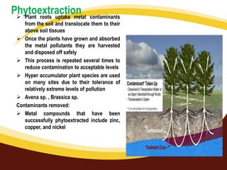 Phytoextraction
 Plant roots uptake metal

contaminants
from the soil and translocate them to their
above soil tissues
 Once the plants have grown and absorbed
the metal pollutants they are harvested
and disposed off safely
 This process is repeated several times to
reduce contamination to acceptable levels
 Hyper accumulator plant species are used
on many sites due to their tolerance of
relatively extreme levels of pollution
 Avena sp. , Brassica sp.
Contaminants removed:
 Metal compounds that have been
successfully phytoextracted include zinc,
copper, and nickel

 