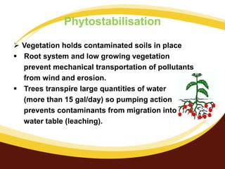 Phytostabilisation
 Vegetation holds contaminated soils in place
 Root system and low growing vegetation
prevent mechanical transportation of pollutants
from wind and erosion.
 Trees transpire large quantities of water
(more than 15 gal/day) so pumping action
prevents contaminants from migration into the
water table (leaching).

 
