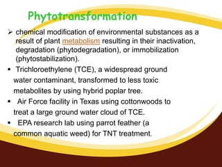 Phytotransformation
 chemical modification of environmental substances as a
result of plant metabolism resulting in their inactivation,
degradation (phytodegradation), or immobilization
(phytostabilization).
 Trichloroethylene (TCE), a widespread ground
water contaminant, transformed to less toxic
metabolites by using hybrid poplar tree.
 Air Force facility in Texas using cottonwoods to
treat a large ground water cloud of TCE.
 EPA research lab using parrot feather (a
common aquatic weed) for TNT treatment.

 