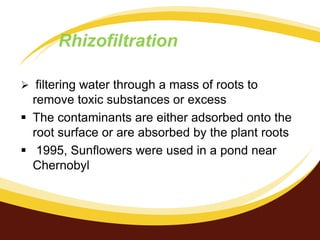 Rhizofiltration
 filtering water through a mass of roots to

remove toxic substances or excess
 The contaminants are either adsorbed onto the
root surface or are absorbed by the plant roots
 1995, Sunflowers were used in a pond near
Chernobyl
 Plants used for

 
