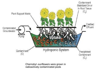 Chernobyl -sunflowers were grown in
radioactively contaminated pools

 