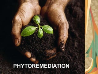 SYNTHETIC POLLUTANTS

PHYTOREMEDIATION

 