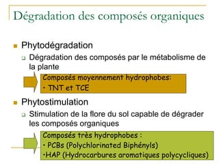 Dégradation des composés organiques
 Phytodégradation
 Dégradation des composés par le métabolisme de
la plante
 Phytostimulation
 Stimulation de la flore du sol capable de dégrader
les composés organiques
Composés très hydrophobes :
• PCBs (Polychlorinated Biphényls)
•HAP (Hydrocarbures aromatiques polycycliques)
Composés moyennement hydrophobes:
• TNT et TCE
 