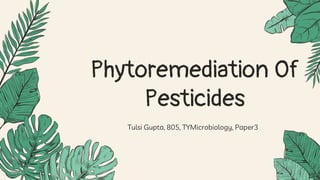 Tulsi Gupta, 805, TYMicrobiology, Paper3
Phytoremediation Of
Pesticides
 