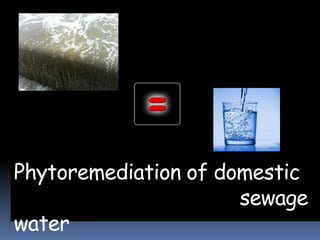 Phytoremediation of domestic
                      sewage
water
 