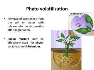 Phytoremediation, an eco-friendly approach in present scenario for Salt ...