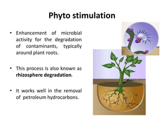 Phytoremediation, an eco-friendly approach in present scenario for Salt  affected Soils | PPT
