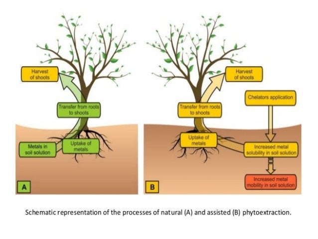 Phytoremediation tam 2013-24 duckweed diagram 