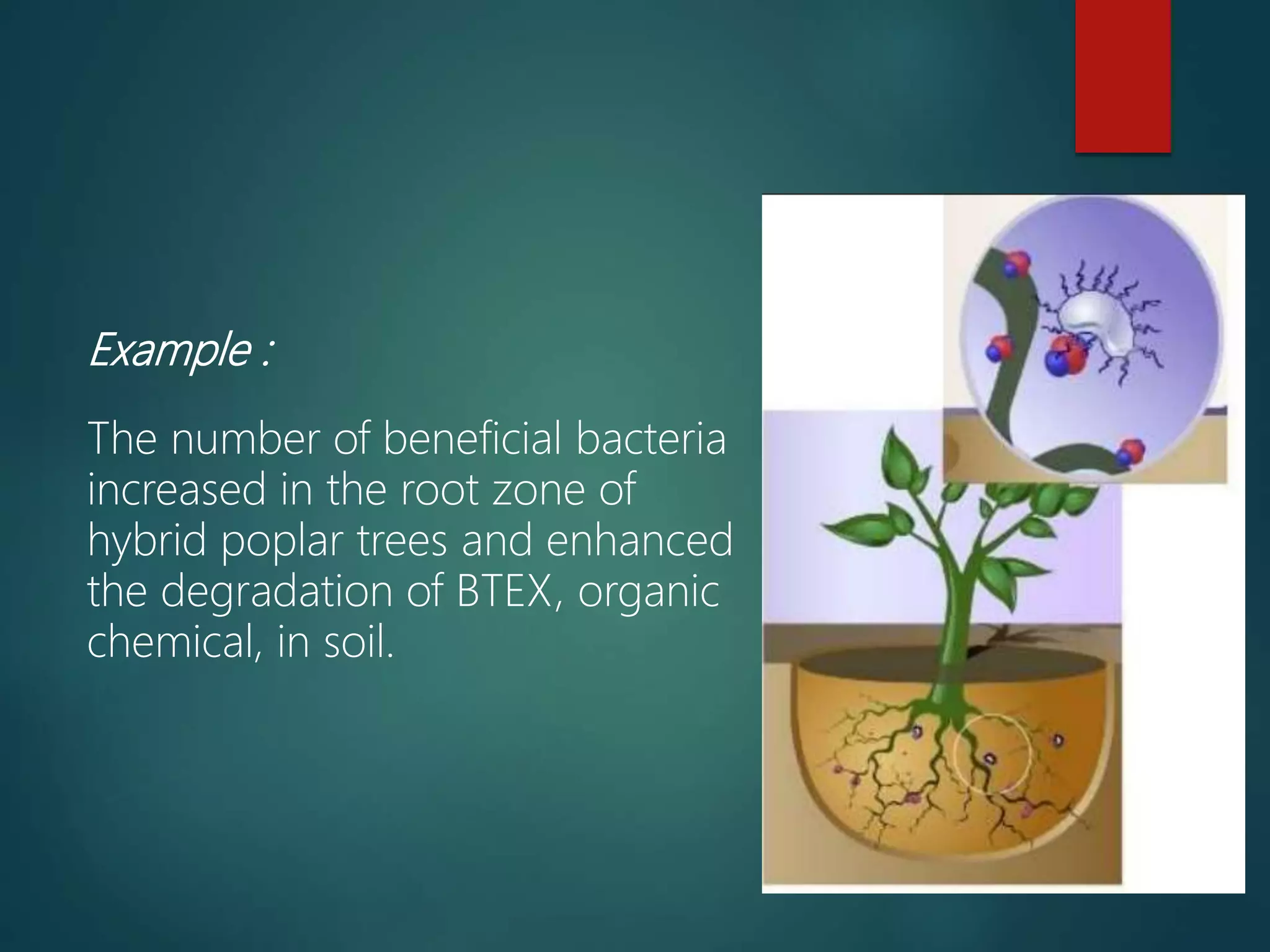 Example :
The number of beneficial bacteria
increased in the root zone of
hybrid poplar trees and enhanced
the degradation of BTEX, organic
chemical, in soil.
 