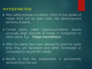RHIZOFILTRATION
 Rhizo means root.
 Adsorption or precipitation onto plant roots, or
into the roots of contaminants that...