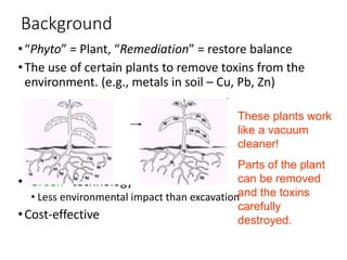 Background
•“Phyto” = Plant, “Remediation” = restore balance
•The use of certain plants to remove toxins from the
environment. (e.g., metals in soil – Cu, Pb, Zn)
•“Green” technology
• Less environmental impact than excavation
•Cost-effective
These plants work
like a vacuum
cleaner!
Parts of the plant
can be removed
and the toxins
carefully
destroyed.
 